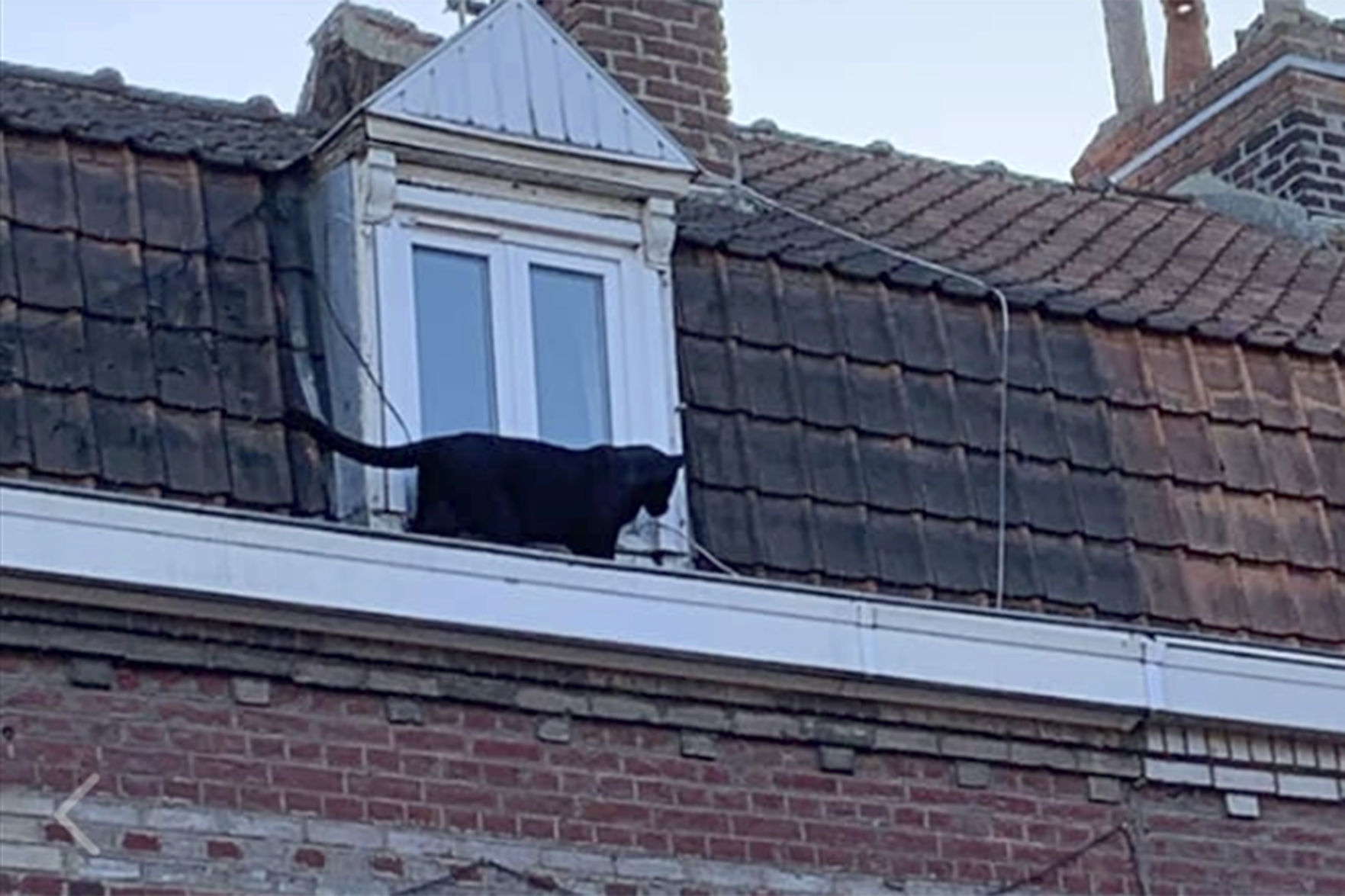 France Panther